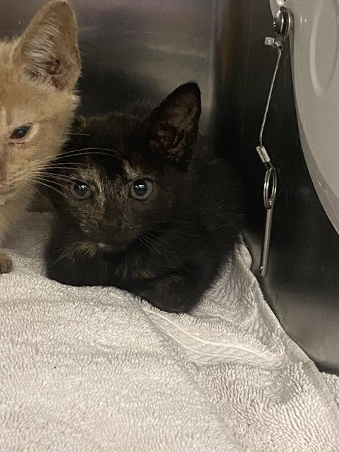 TIE - Domestic Short Hair available for adoption