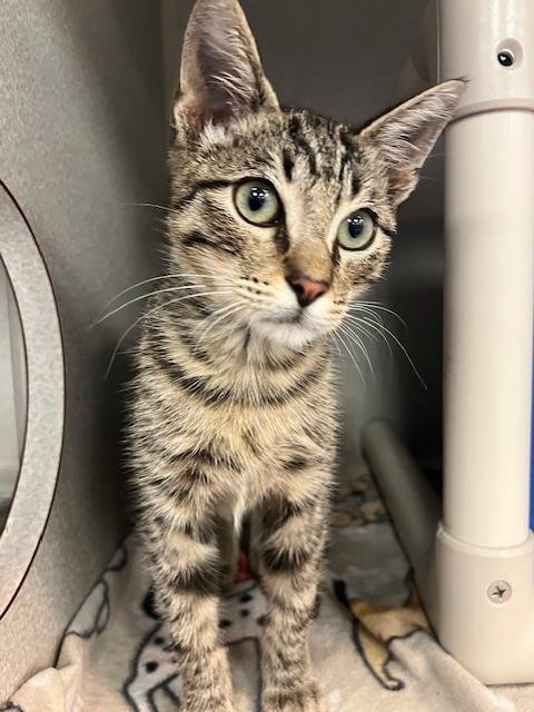 KIT - Domestic Short Hair available for adoption