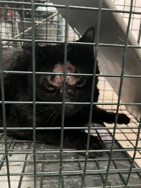 MIGHTY - Domestic Short Hair available for adoption