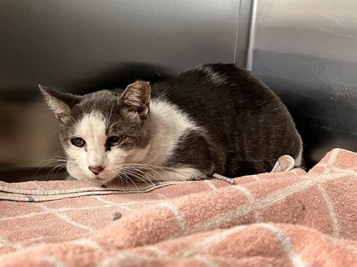 BANJOS - Domestic Short Hair available for adoption