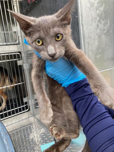 GREYSON - Domestic Short Hair available for adoption