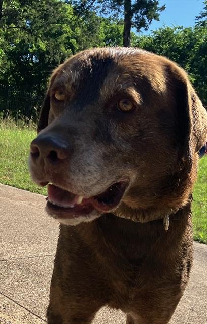 MAX - Labrador Retriever available for adoption