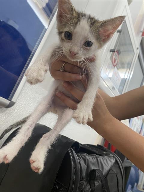 LILY - Domestic Short Hair available for adoption