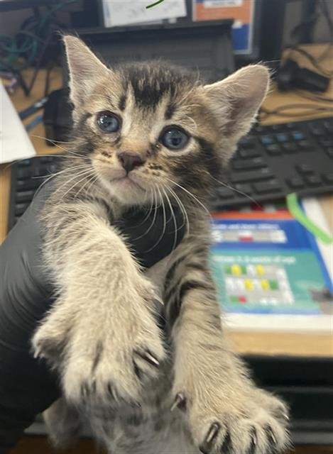 WYBIE - Domestic Short Hair available for adoption