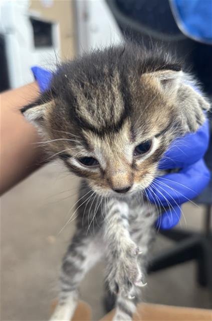 SAGE - Domestic Short Hair available for adoption