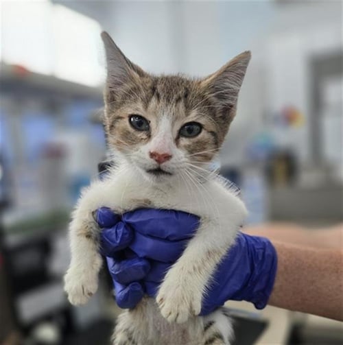 BELLE - Domestic Short Hair available for adoption