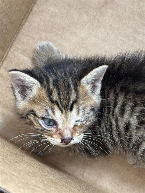 OCEAN - Domestic Short Hair available for adoption