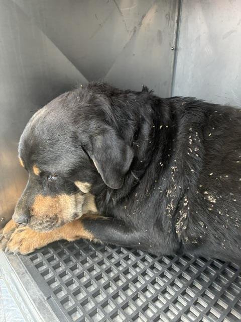 BETTY - Rottweiler available for adoption