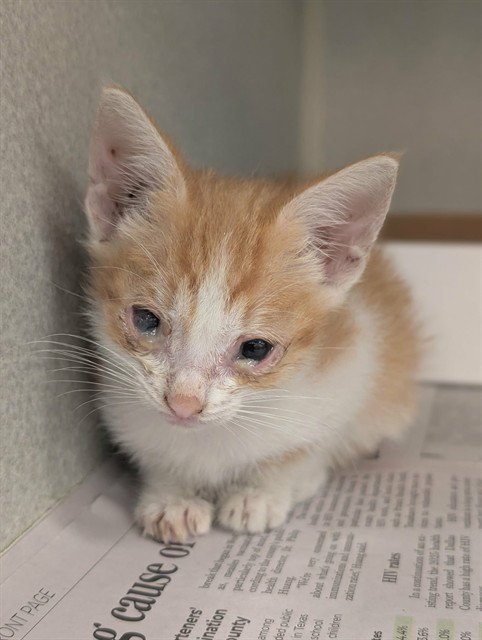 FIGARO - Domestic Short Hair available for adoption