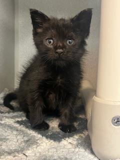 NOIR - Domestic Short Hair available for adoption