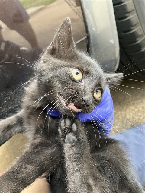SALEM - Domestic Short Hair for adoption in Irving