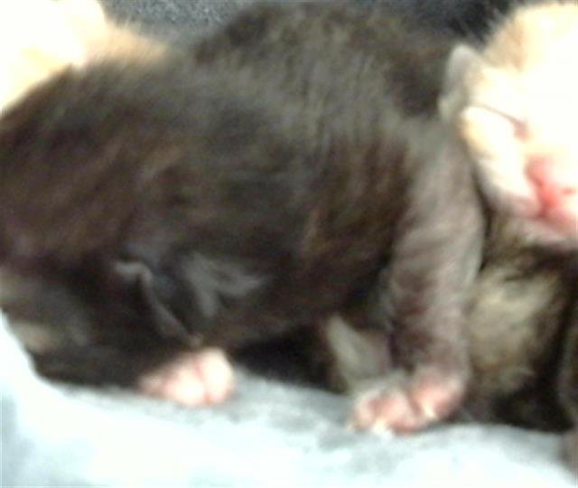 KIWI - Domestic Medium Hair available for adoption
