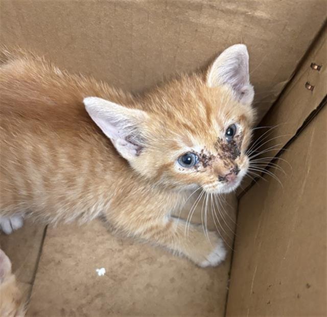 GARFIELD Image