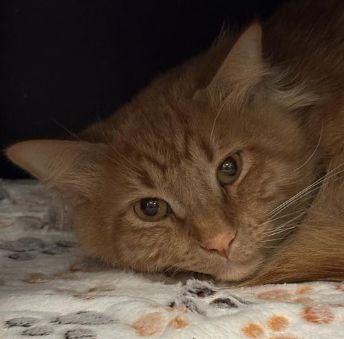 GERALD - Domestic Long Hair available for adoption