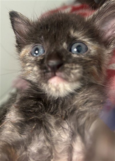 MADRID - Domestic Short Hair available for adoption