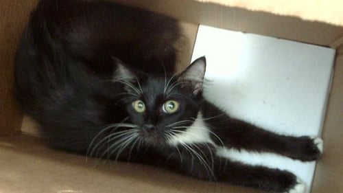 DOFLAMINGO - Domestic Short Hair available for adoption
