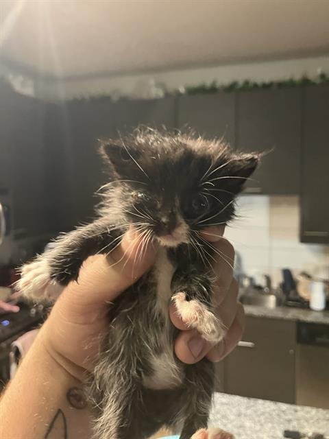 KITTEN 3 - Domestic Medium Hair available for adoption