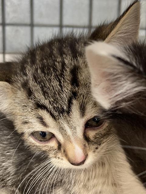 MISS PIGGY - Domestic Short Hair available for adoption