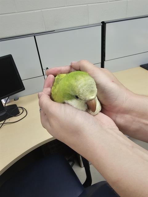 PETEY Image