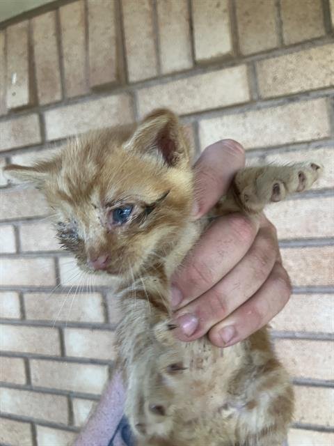 SAM - Domestic Medium Hair available for adoption
