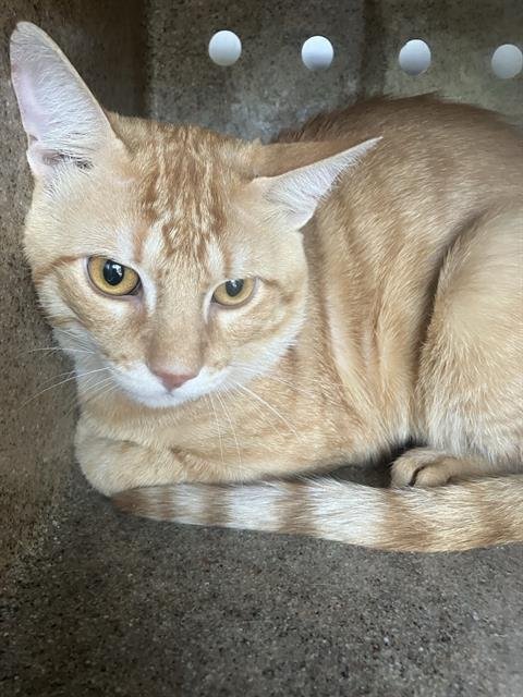 JOEY Image