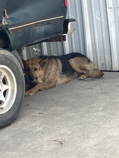 BARRY - German Shepherd Dog available for adoption
