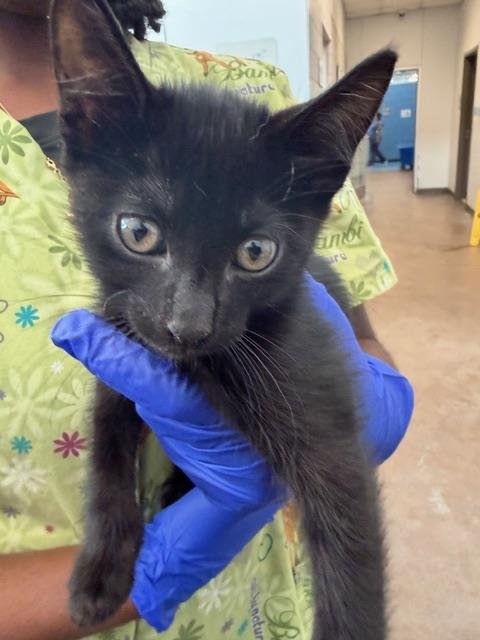 STORMY - Domestic Short Hair available for adoption