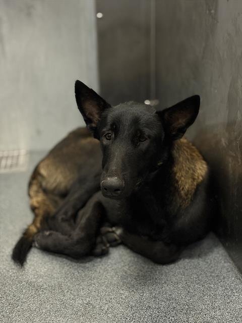 MAX - Belgian Shepherd Malinois available for adoption