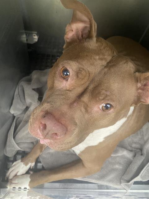 MAISY - Pit Bull Terrier available for adoption