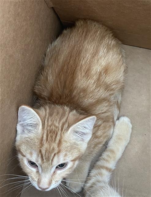ZENA - Domestic Short Hair available for adoption