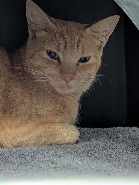 ACORN - Domestic Long Hair available for adoption