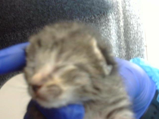 AUGUST - Domestic Medium Hair available for adoption