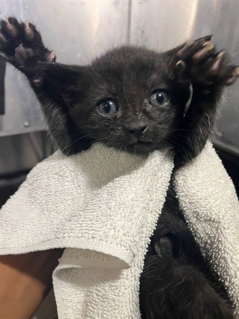 MARS - Domestic Short Hair available for adoption