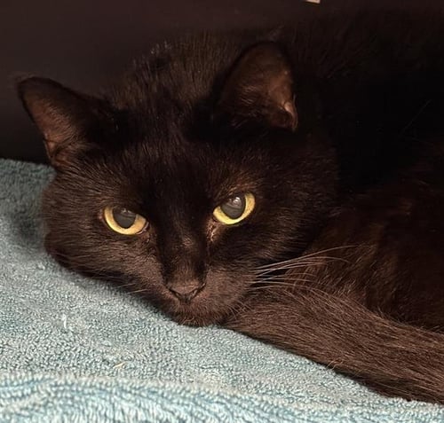 MAGIC - Domestic Short Hair available for adoption