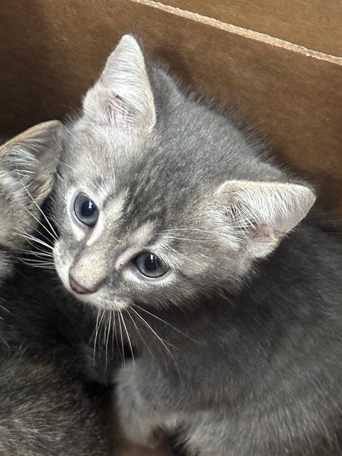 ZUKI - Domestic Short Hair available for adoption