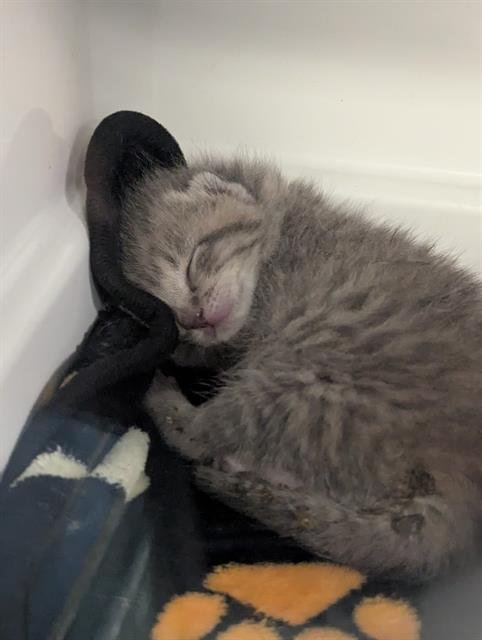 G CHRIS - Domestic Short Hair available for adoption
