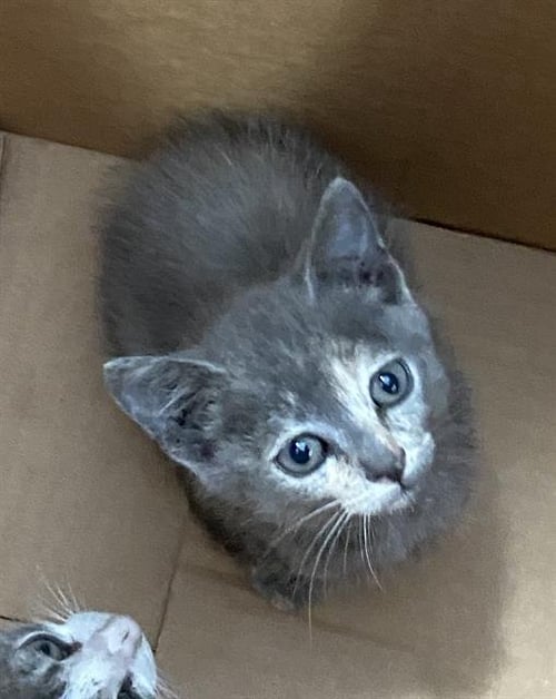 LILA - Domestic Short Hair available for adoption