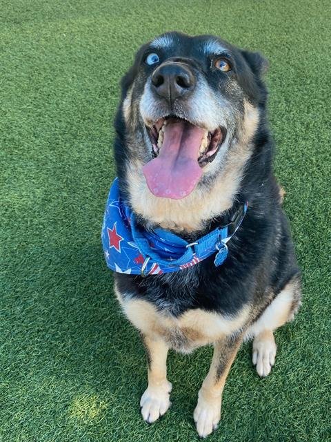 OJITOS - German Shepherd Dog / Husky for adoption in Irving
