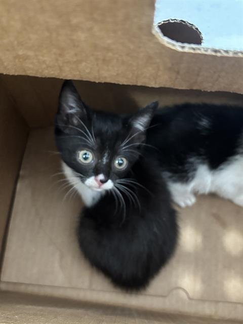 JUJU - Domestic Short Hair available for adoption