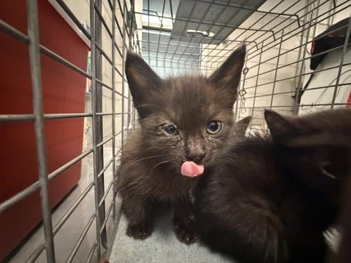 DEW - Domestic Short Hair available for adoption