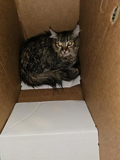 CINDERS - Domestic Medium Hair available for adoption