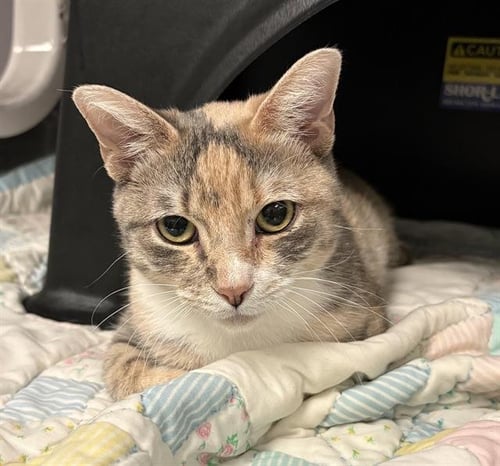 BEBE - Domestic Short Hair available for adoption