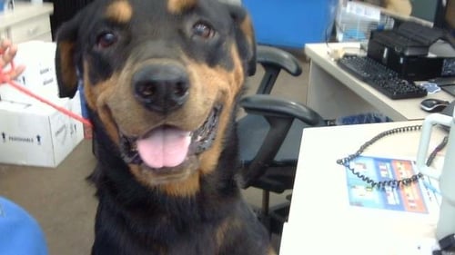 LEXI - Rottweiler available for adoption