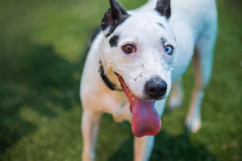 BELLA - Pit Bull Terrier for adoption in Irving