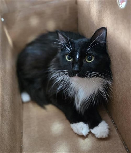 SORA - Domestic Long Hair available for adoption