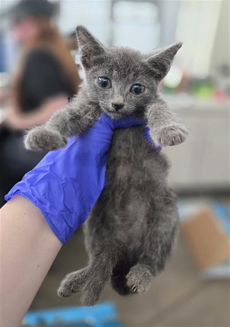 TOBIAS - Domestic Short Hair available for adoption