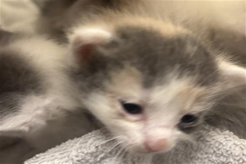 NAMI - Domestic Short Hair available for adoption