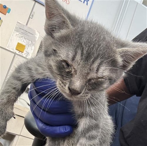 FIONA - Domestic Short Hair available for adoption