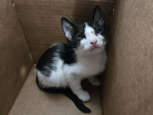 OREO - Domestic Short Hair available for adoption