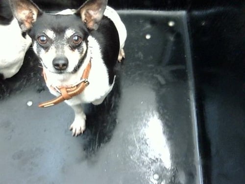 BOOBOO - Chihuahua available for adoption